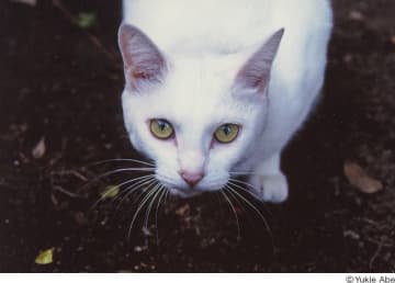 亡くなったイラストレーターの遺品から見つかった下町猫たちの写真展「猫の恋」