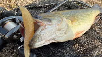 強波動は嫌い、でもこれなら食う…。強気な釣りをしたいけど魚が繊細。そんなときには“フルスイング”でしょ！