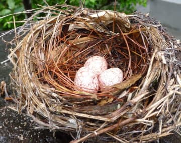 家に鳥が巣を作ってしまった…どうすべき？起こりうるトラブルと撤去する方法とは