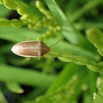 コメ高騰にWパンチか？ 厄介な害虫「イネカメムシ」大量発生の恐れ…埼玉県では“越冬数43倍”確認