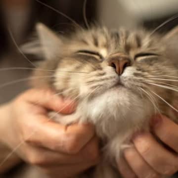 猫がとろける『最高のスキンシップ』の極意4選　撫で方やベストなタイミングなど、猫を喜ばせるワザをお届け
