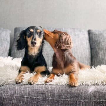 犬の耳掃除の頻度と正しいお手入れ方法 犬が嫌がる耳掃除をスムーズに行うコツとは？