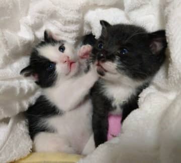 乳飲み子だった保護猫きょうだいをお迎え→2年半後の「可愛さも愛おしさも日々増し増し」な成長姿にほっこり！