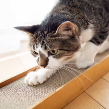猫が急に『爪とぎをバリバリ』始めたら…ストレスサイン？考えられる3つの理由