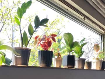 5月は観葉植物はじめどき！