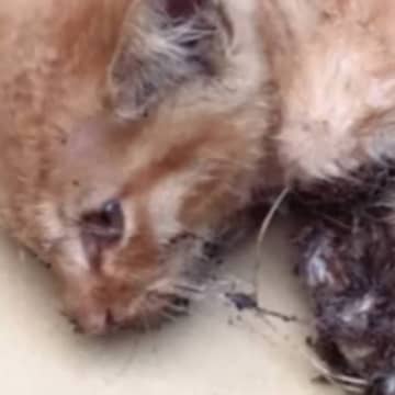 "犬派"だった主→子どもが瀕死の子猫をつれて帰ってきた結果…嘘みたいな"変化"が157万再生「もう猫カフェｗ」「しっかりハマってるｗ」