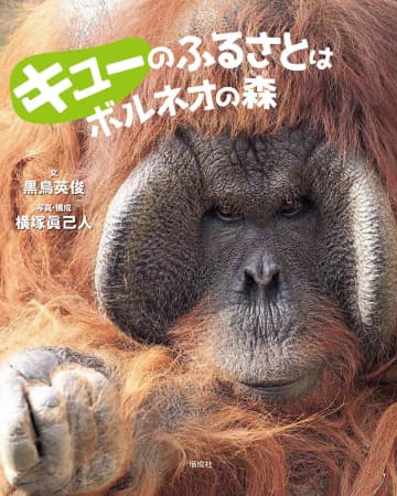 多摩動物公園で暮らすオランウータン「キュー」写真絵本が発売　故郷「ボルネオ島」の熱帯雨林の現状伝える