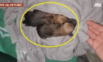 衣類回収箱から鳴き声が…捨てられた子犬だった＝韓国