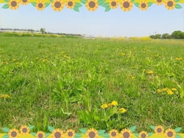 【多摩川の土手は宝の山！】春の野草散歩で見つけた可愛い植物たち【写真多数・遊び方＆雑学満載】
