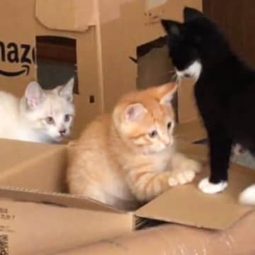 小さい頃から一緒だった3匹の猫たち→８年後になると……心温まる"成長ビフォーアフター"が1万いいね「全部かわいい」「愛されてる」