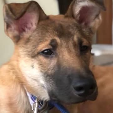 『表情が暗かった犬』を保護→半年後…想像もできなかった『変顔まで披露する光景』に感動「白い歯自慢かなｗ」「可愛すぎ」と1万いいね集まる