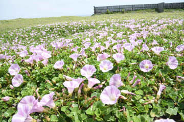 平塚海岸でハマヒルガオ見頃、初夏彩るピンクのじゅうたん　6月末ごろまで