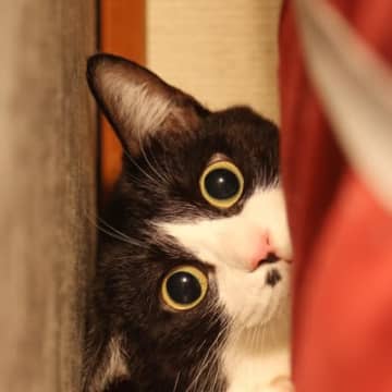 猫が家のなかで『隠れやすい場所』5選　室内迷子になったら探すべき、意外なスポットも