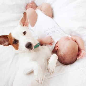 犬がみせる『尊すぎる行動』4つ　あなたの愛犬はどう？愛おしさが溢れる瞬間とは
