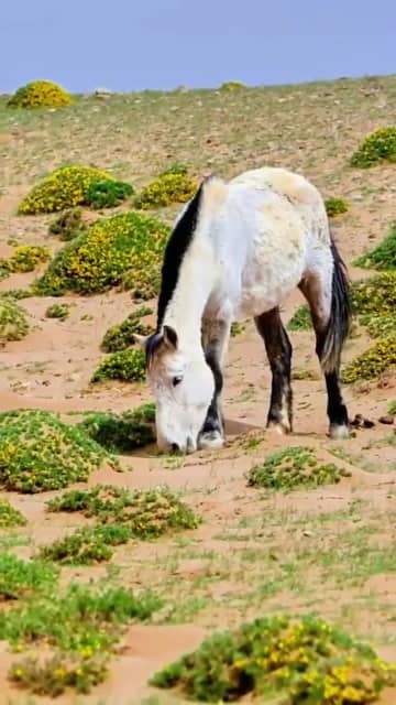 ウラド草原に咲く一面の花　中国内モンゴル自治区