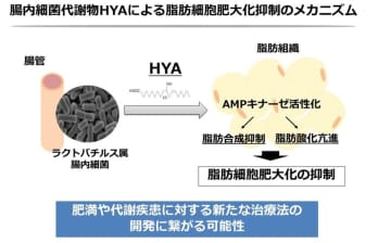 腸内細菌によって産生されるHYAが脂肪細胞の肥大を抑制し、代謝改善に貢献する可能性
