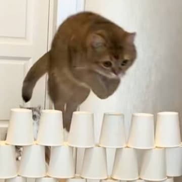 ５匹の猫が『紙コップ何段まで飛べるかチャレンジ』した結果…『猫キャンセル界隈すぎる行動』に爆笑「見どころ多すぎｗ」「めっちゃ笑った」