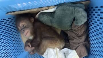 オランウータンの赤ちゃん２頭を密輸の容疑、男を逮捕　タイ