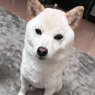 映画で号泣する飼い主に柴犬が見せた「健気で優しすぎる行動」　そっと“お気に入りのおもちゃ”を差し出す姿にほっこり