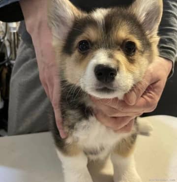 生後4カ月頃はおとなしそうだったコーギー子犬→1才になりニコニコ笑顔が魅力的な「大切な家族の一員」に成長！