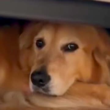 『怖いからヤダ！』雷に怯えてソファの下から出ない大型犬→愛する父が帰ってきたら…まさかの行動に「大変そうｗ」「笑顔可愛い」と11万再生