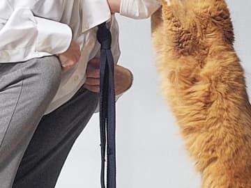 猫の『前脚』に注目　帰宅した飼い主に？　「これはたまらん」「疲れが飛ぶ」