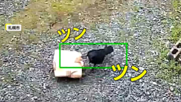 【ビックリ？】「置き配リスクは人間だけじゃない」カラスが箱をグチャグチャに　食べ物じゃないことに気付いて…　札幌市