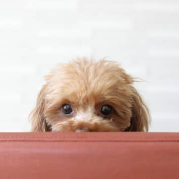 犬が人間を怖いと思っているときに見せる仕草や行動4選　安心させるためにはどうしたらいいの？