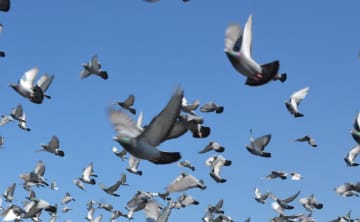 消えた70羽のレース鳩、窃盗事件として捜査　茨城県警鉾田署