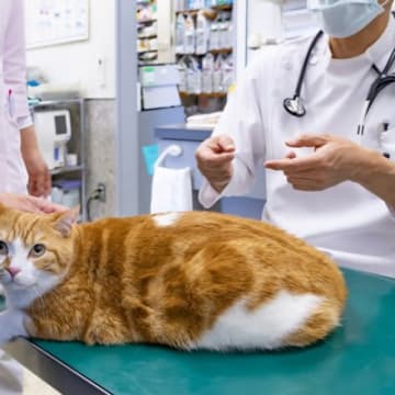 猫の命をむしばむ『がん』なぜかかってしまうの？考えられる6つの原因と予防法