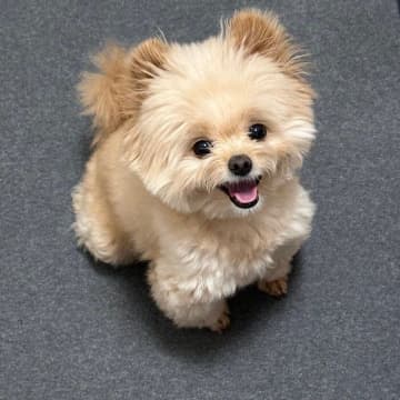 ゴハンを期待してニコニコしちゃう犬の愛くるしい笑顔！「ぬいぐるみさん？」「かわいい」と反響