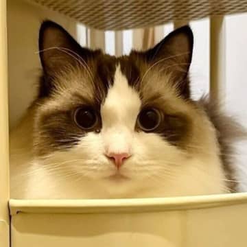 くっきり眉毛模様の2才の猫、子猫時代の写真を見返したら→「最初からあった！」　“ベストオブ眉毛”の写真にキュン