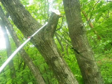 大木の枝切りの際はご注意を