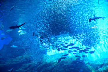 『水族館のサメが他の魚を食べない理由』とは　小魚たちと同じ水槽に入れるのにはメリットがあった