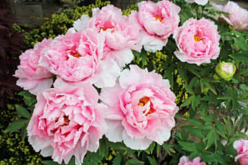 5月17日の花とは？【366日の誕生花と幸せの花言葉】