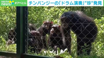 東西アフリカでリズムが違う!? チンパンジーの「ドラム演奏」に関する“珍”発見に注目集まる