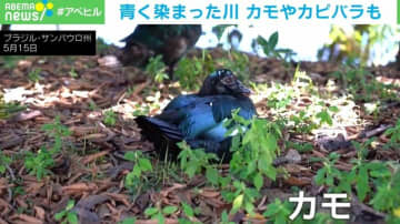 貨物車の事故で小川やカピバラが“真っ青”に ブラジル