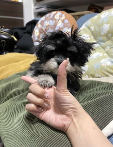子犬に「あごのせ」教えようとしたら...　可愛すぎる〝勘違い〟に4.1万人めろめろ