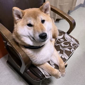 カーミングシグナルって？犬の「イヤ！」に気付こう