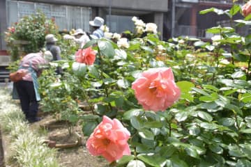 色とりどり　バラ見頃　水戸の公園、市民手入れ　茨城