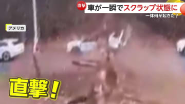 「あと数cmで死んでいたかも…」巨大な木が突然倒れ車が一瞬で“ぺちゃんこ”に…運転手は自力で脱出　アメリカ・ペンシルベニア州