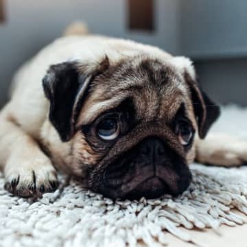 犬が落ち着いて過ごせない５つの場所　愛犬にリラックスしてもらうためのポイントをご紹介