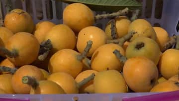 たわわに実ったビワ、収穫と販売のピークに　中国貴州省
