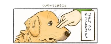 「共感、あるあるボタンがほしい」「柴犬にもやっちゃう」　ゴールデンレトリバー“あるある”な漫画に共感の声が集まる（4コマ漫画）