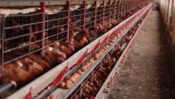 ブラジル南部の養鶏場で鳥インフルエンザ検出…世界各国への鶏肉輸出を一時停止すると発表　長引けば日本にも大きな影響が及ぶ可能性も