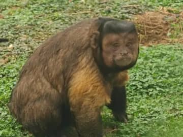 角刈りに四角顔はイケメンの証？安徽省の動物園のフサオマキザルが話題に―中国