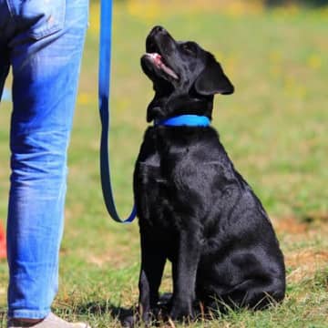 犬につけるには『首輪かハーネス』どっちがいい？愛犬の安全を守るための選び方とは