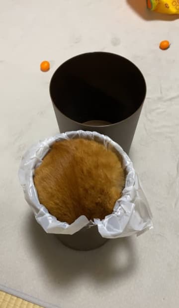 「スッポリからのヒョッコリ」ゴミ箱に収まった猫ちゃんに4.2万いいね→「カップケーキ状態」「マフィン食べたくなった」の声