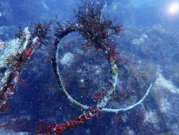 「幽霊漁具」海底から回収　WWF、全国展開目指す