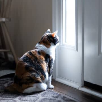猫を『脱走させやすい』危険すぎる住環境5選　それぞれの対処法も解説